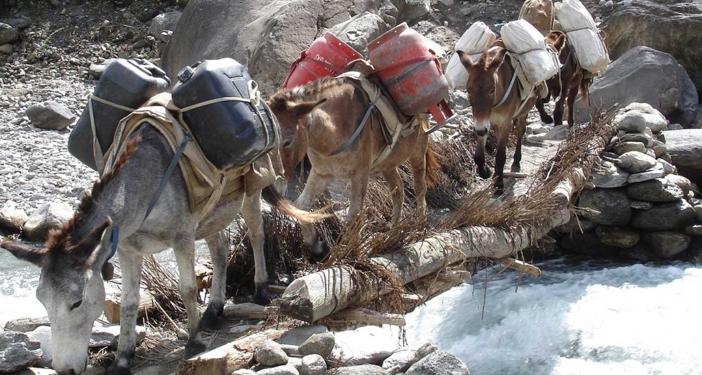 Mules Carrying luggage - Trekking in Nepal
